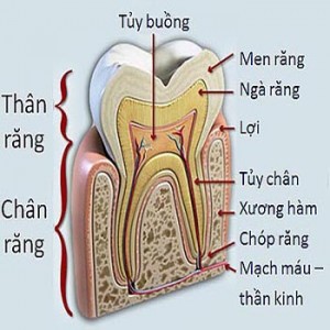 Nội nha, chữa tủy